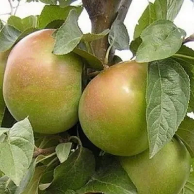 Яблоня БЕЛАНА в Саратове