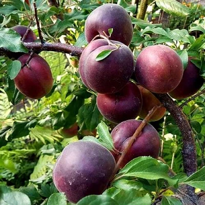 Шарафуга БЕЛЛА РОЯЛЬ в Саратове