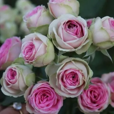 Роза МИМИ ЭДЕН спрей в Саратове