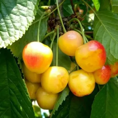 Черешня ЯНТАРНАЯ в Саратове