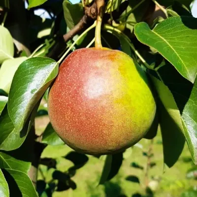 Груша КУПАЛА в Саратове