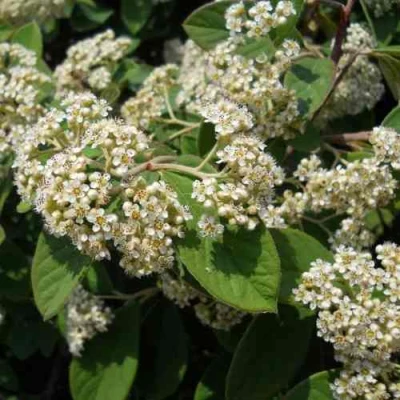 Кизильник пузырчатый в Саратове