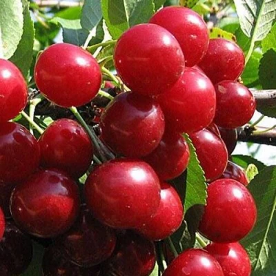 Вишня ГЛУБОКСКАЯ в Саратове