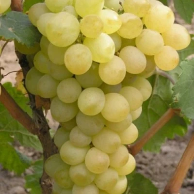 Виноград АВГУСТИН в Саратове