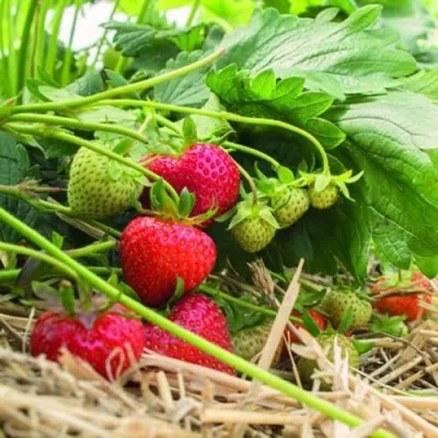 Клубника ЭЛЬСАНТА в Саратове