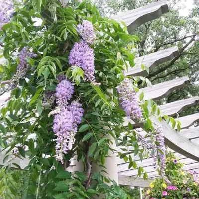 Глициния макростахия БЛЮ МУН в Саратове