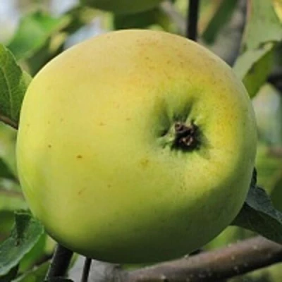 Яблоня РОССИЯНКА в Саратове