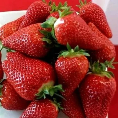 саженцы клубники Брилла