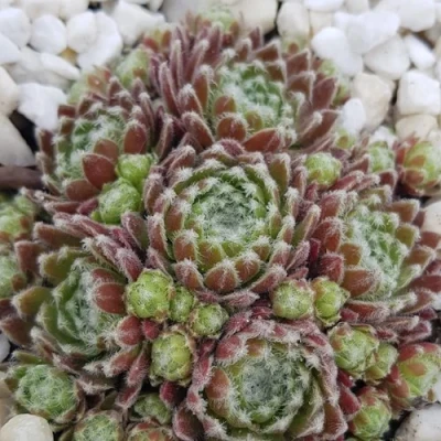 Молодило МОРКЕРС МЕРИТ в Саратове