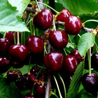 Черешня РЕВНА в Саратове