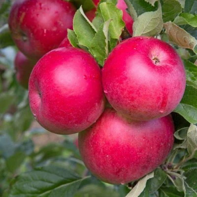 Яблоня РОЖДЕСТВЕНСКОЕ в Саратове