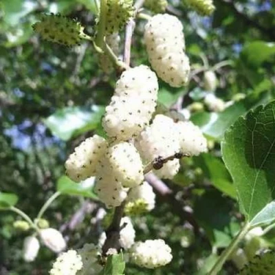 Шелковица БЕЛАЯ МЕДОВАЯ в Саратове