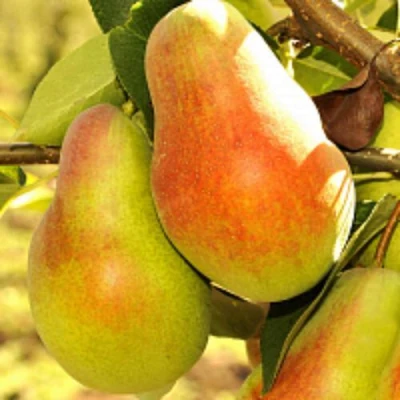 саженцы груши Русская Красавица