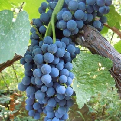 Виноград ВЕНУС в Саратове