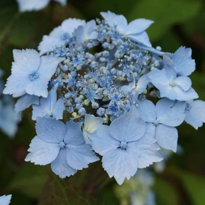 гортензия пильчатая блю декл