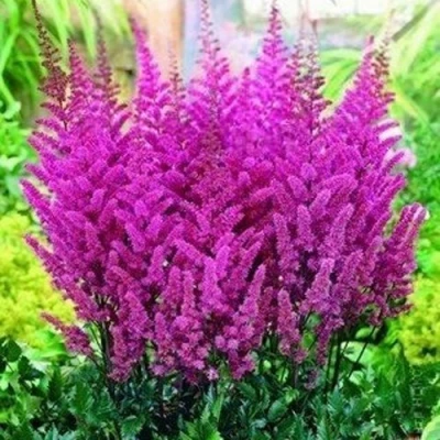 Астильба ПЕПЛ РЕЙН гибридная в Саратове