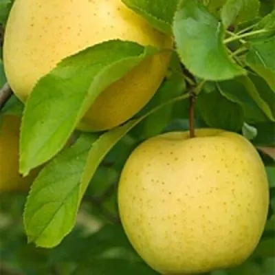 Яблоня АНАНАС в Саратове