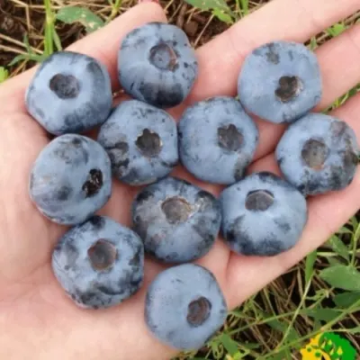 Голубика ЧАНДЛЕР в Саратове