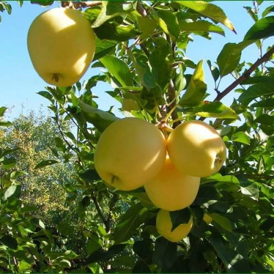 Яблоня ГОЛДЕН МИЛЛЕНИУМ в Саратове