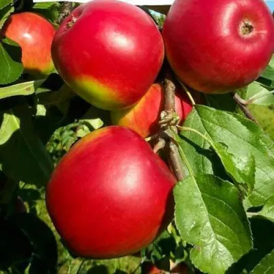 Яблоня РЕДФРИ в Саратове