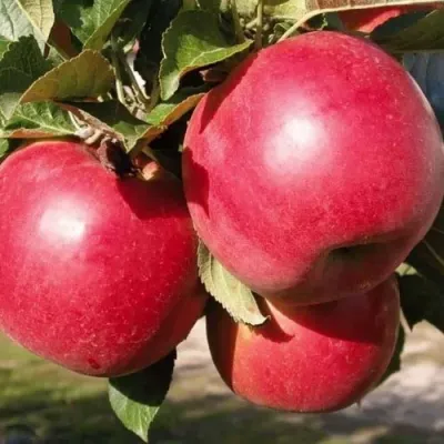 Яблоня РУБИН в Саратове