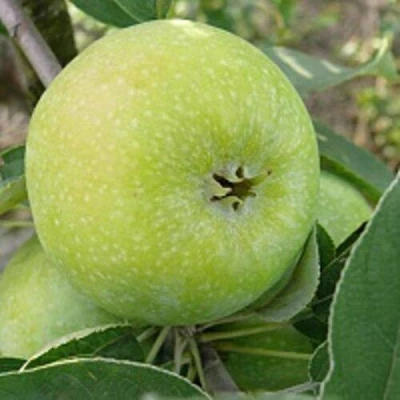 Яблоня РЕНЕТ СИМИРЕНКО в Саратове