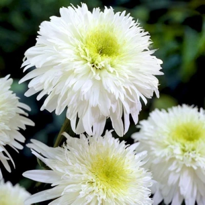 Нивяник ФИОНА ГОГХИЛЛ великолепный в Саратове