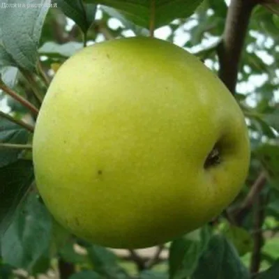 Яблоня КОШТЕЛЯ в Саратове