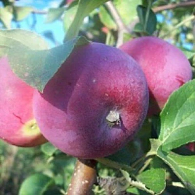 Яблоня СЕРЕБРЯНОЕ КОПЫТЦЕ в Саратове