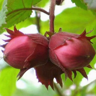 Фундук АЙВЕНГО в Саратове