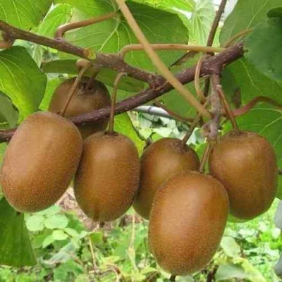 Актинидия ХЕЙВАРД деликатесная  в Саратове