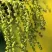 Дуб скальный в Саратове