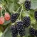 Ежевика НАВАХО бесшипная в Саратове