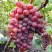 Виноград КРАСОТКА в Саратове