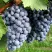 Виноград ВЭЛИАНТ в Саратове