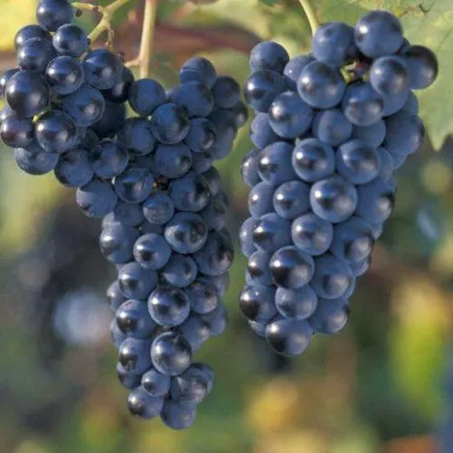 Виноград МАРКЕТТ в Саратове