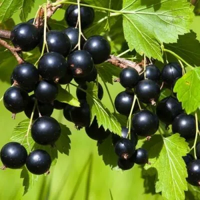 Саженцы смородины оптом  Саженцы смородины оптом в Саратове