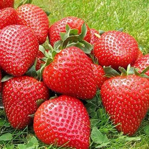 Клубника ЭЛИАНЕ в Саратове