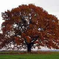 Дуб скальный  Дуб скальный в Саратове