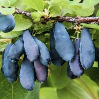 Саженцы жимолости оптом  Саженцы жимолости оптом в Саратове