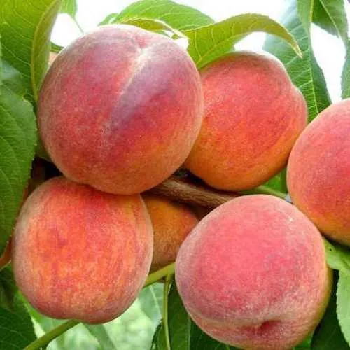 Персик ФЛЕМИНГ ФЬЮРИ в Саратове