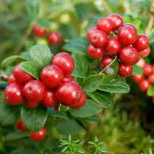 Брусника садовая РУНО БЕЛЯВСКИ в Саратове