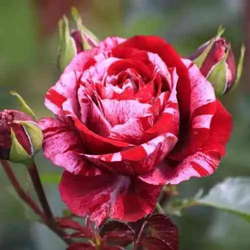 Саженцы роз ДИП ИМПРЕШН флорибунда в Саратове