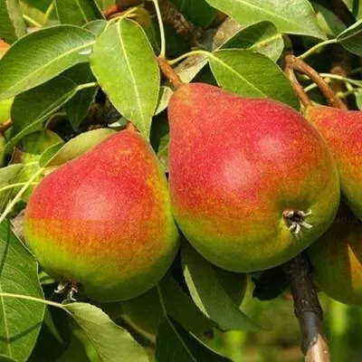 Саженцы груши оптом  Саженцы груши оптом в Саратове