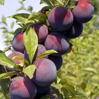 Поздняя  Поздняя в Саратове