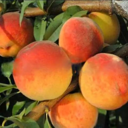 Персик РОЯЛ ВИ в Саратове