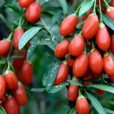 Годжи NEW BIG  Годжи NEW BIG в Саратове