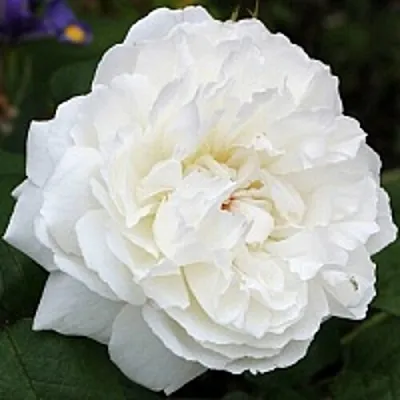 Саженцы роз ВИНЧЕСТЕР КАФЕДРАЛ английская  Саженцы роз ВИНЧЕСТЕР КАФЕДРАЛ английская в Саратове