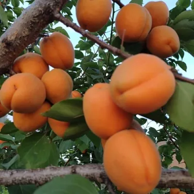 Абрикос ГОЛД РИЧ  Абрикос ГОЛД РИЧ в Саратове