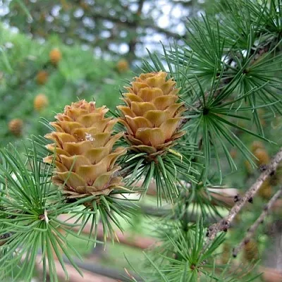 Лиственница КЕМПФЕРА в Саратове